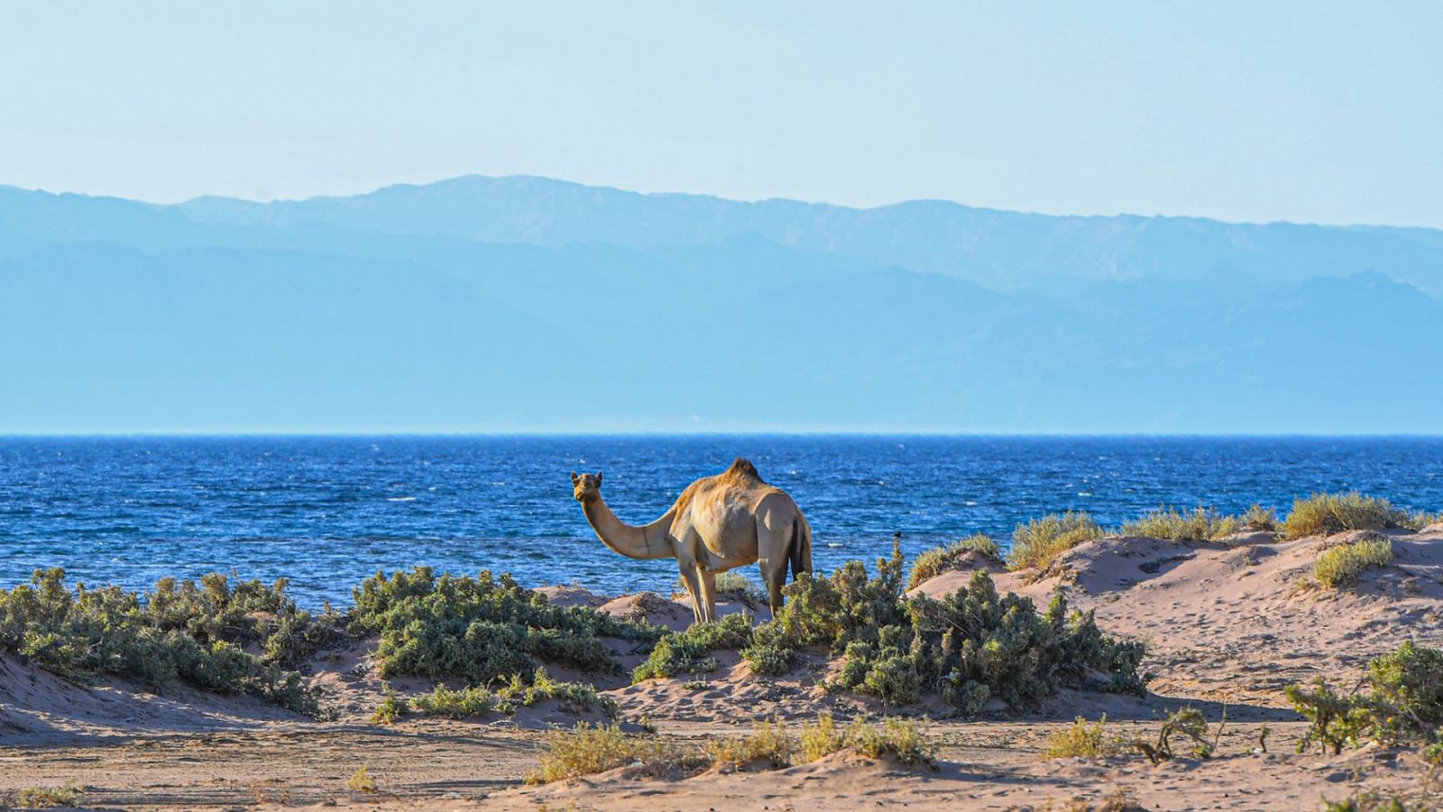 كأس العالم 2022 وسط أجواء برية يرصدها سعودي بمحض الصدفة في بادية تبوك
