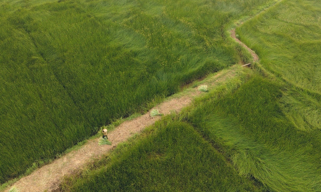 حقل البردي في ثانه هوا في موسم الحصاد