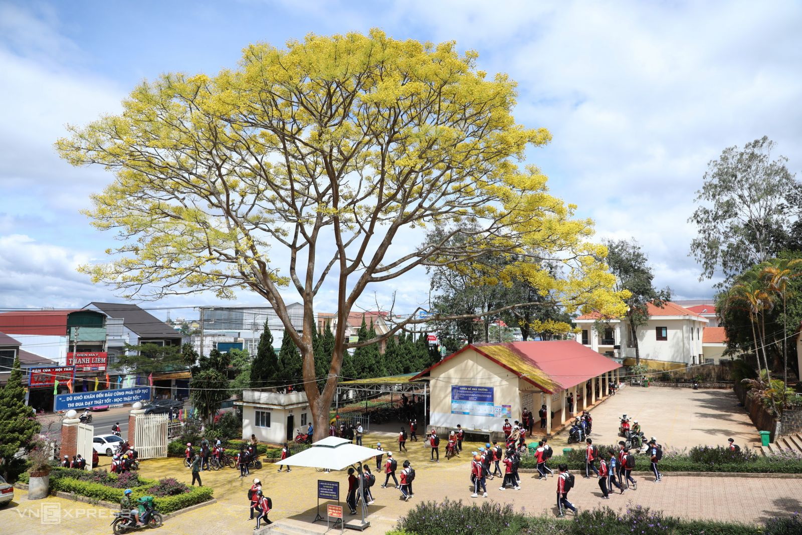 Brilliant yellow poinciana flowers in Lam Dong