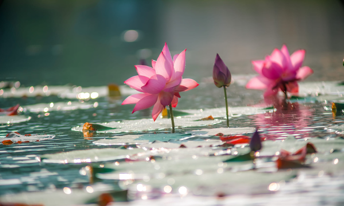 Thai Binh lotus season: a tapestry of simplicity and grace