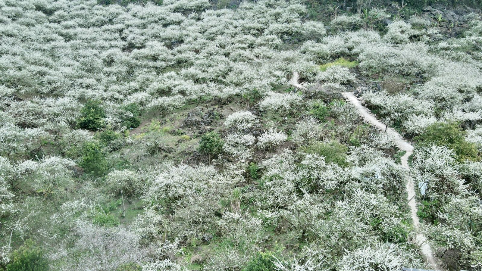 Moc Chau enters plum blossom season