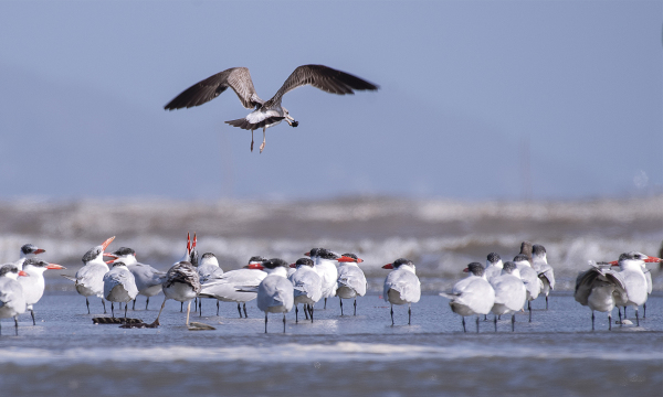 كان جيو - منصة للطيور المهاجرة