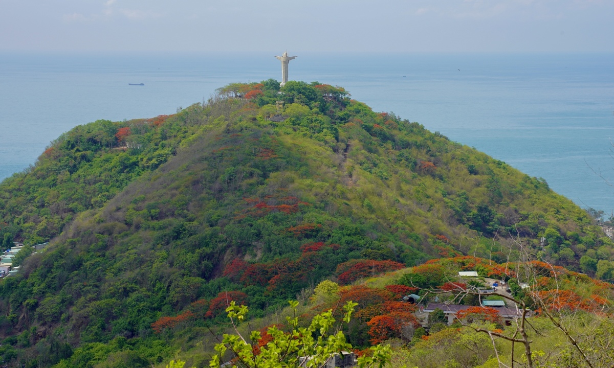 Vung Tau in summer: a sea of red blooms