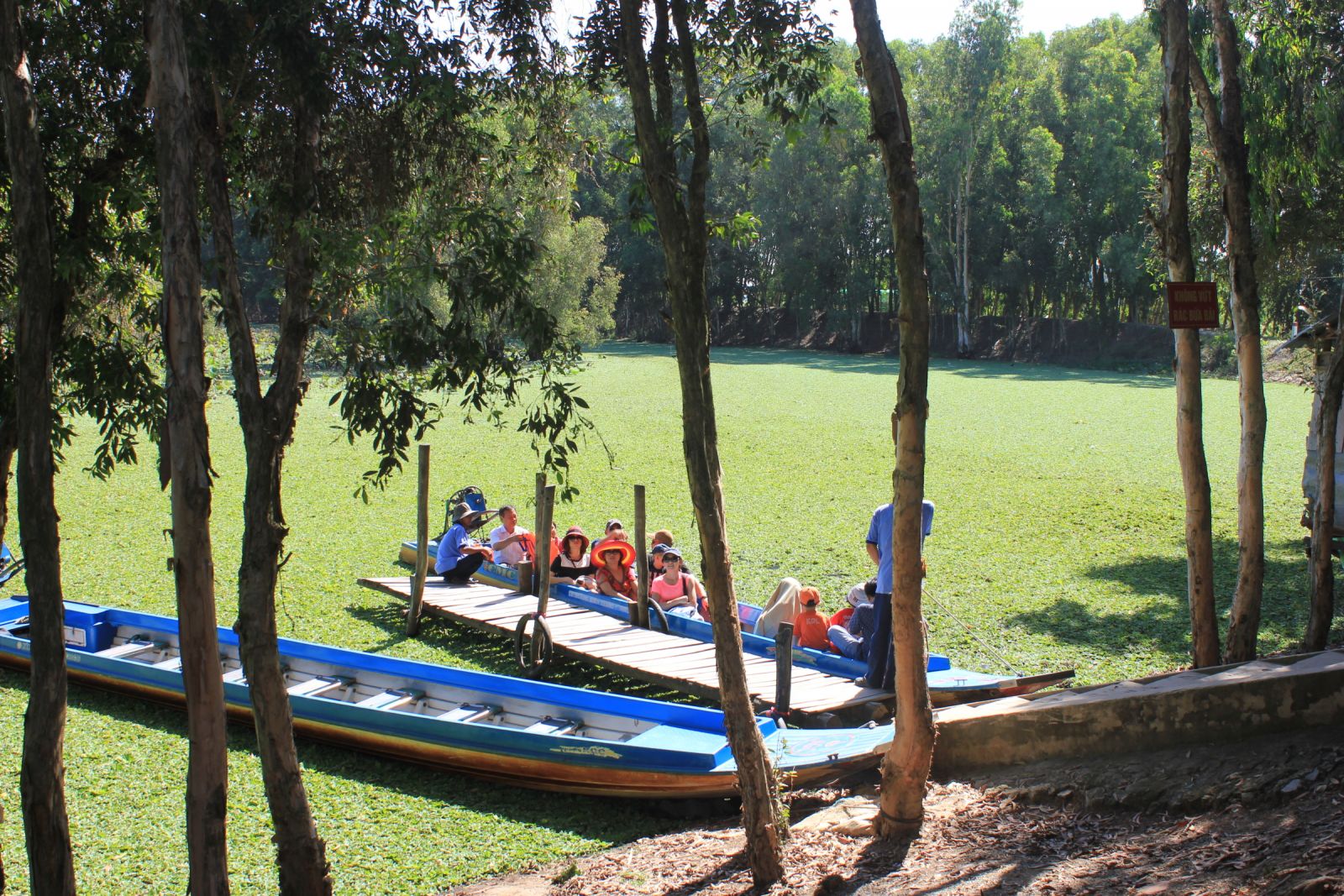 الجمال الطبيعي للغابة الميلاليوكا ترا سو