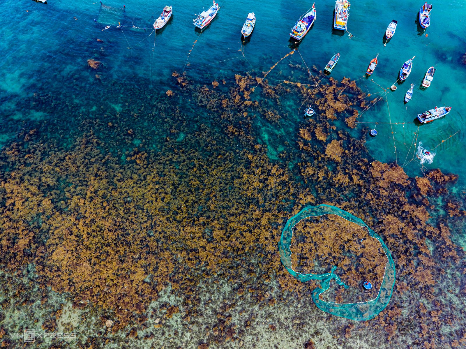 حقل الطحالب المصبوغ باللون الأصفر في قاع البحر كوي نهون