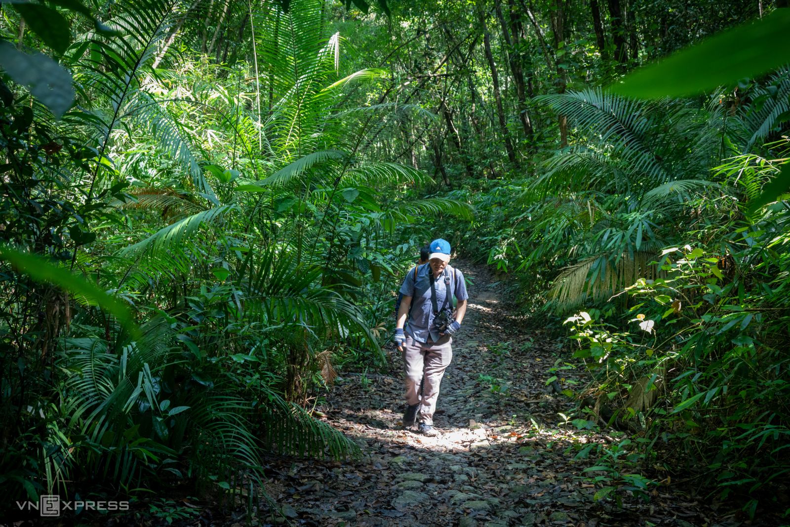 الرحلات في وسط محمية الغابة داكرونغ