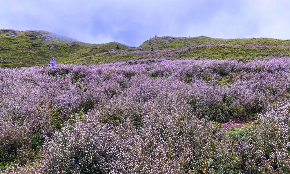 تسلق جبل تا تشي نهو، والاستمتاع بـ"بحر زهور" تشي باو الأرجواني