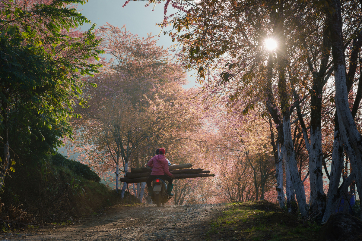 A photographer's journey to Sa Pa's cherry blossoms