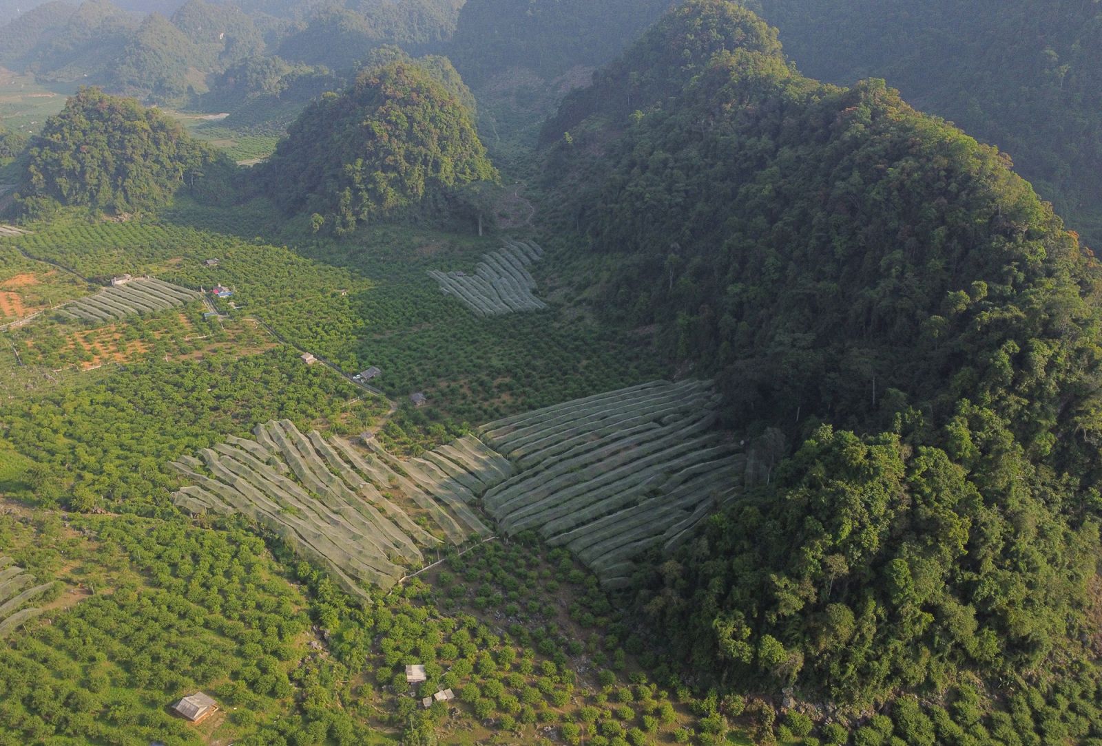 قطف البرقوق في حديقة في موك تشاو