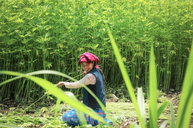 Flax harvest in Ha Giang
