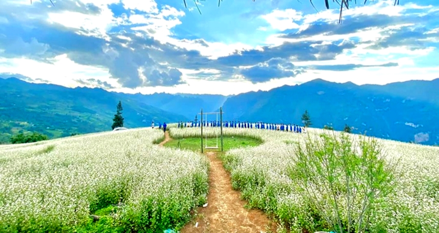 Về thảo nguyên Suôi Thầu (Hà Giang) ngắm hoa Tam giác mạch
