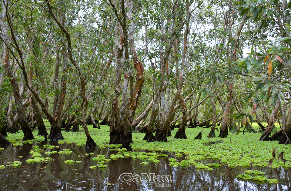 Bơi xuồng ba lá giữa U Minh Hạ, Cà Mau