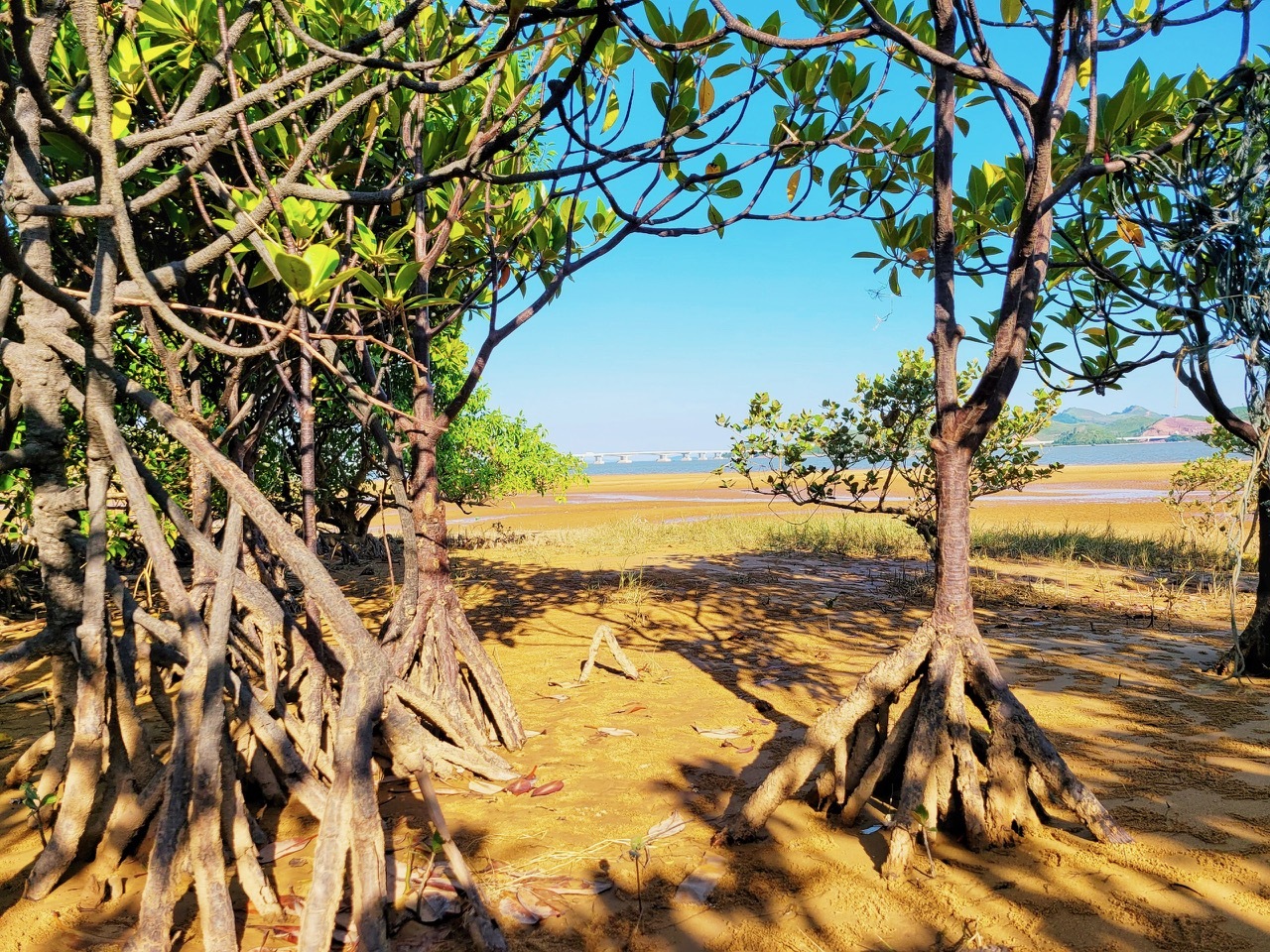 Mũi Lòng Vàng cho người ưa khám phá