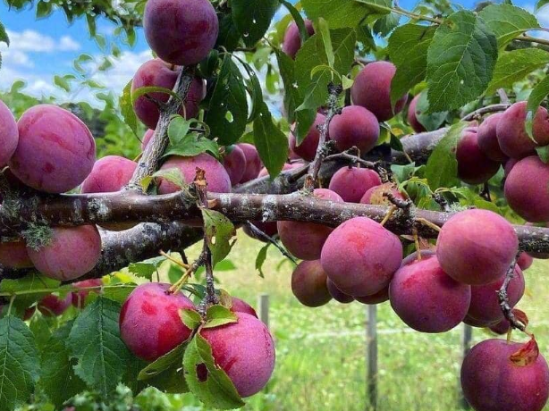 Sa Pa (Lào Cai) - Tháng 6 mùa mận chín