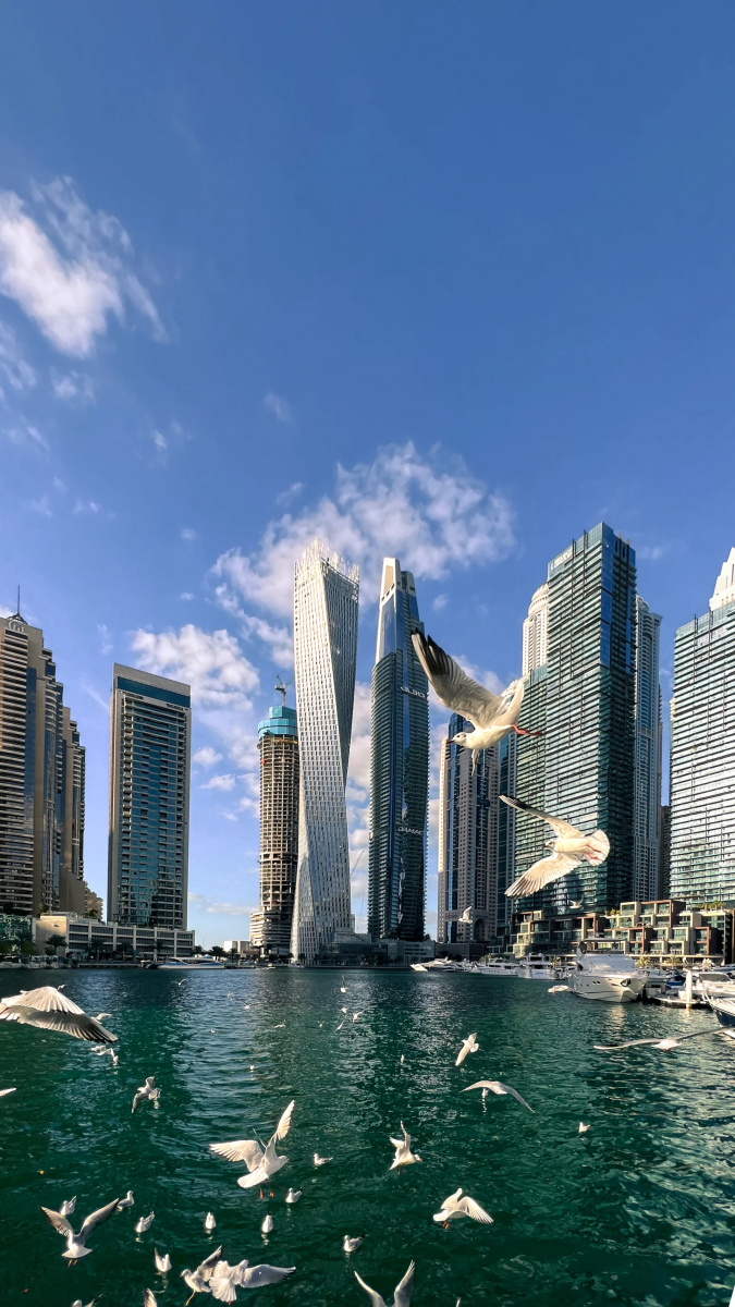 دبي.. مصور يقتنص "مشهدًا رائعًا" يمزج بين سرب من الطيور وجمال العمارة